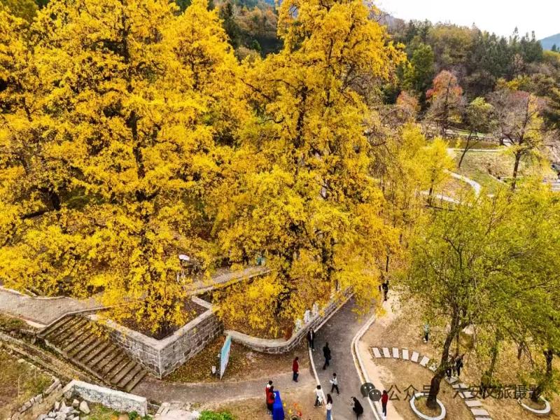 銀杏之鄉(xiāng)秋色美