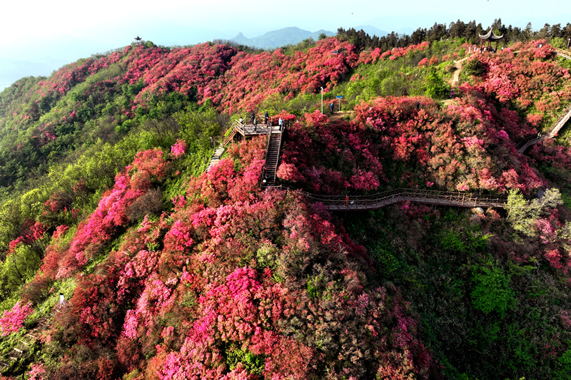 山花爛漫